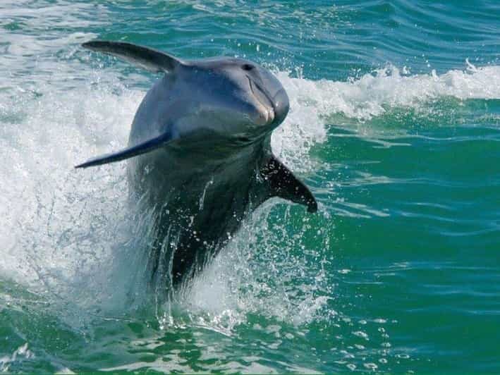 Madeira Beach: Egmont Key Snorkeling and Dolphin Cruise - The Itinerary: What You’ll Experience