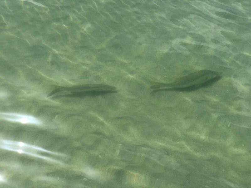 Madeira Beach: Egmont Key Snorkeling and Dolphin Cruise - The Price and Value