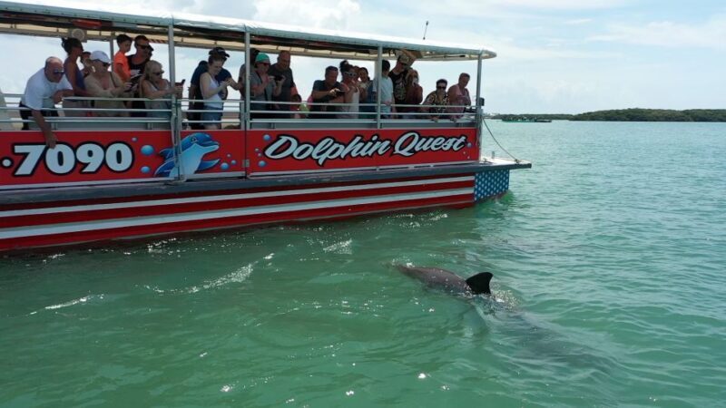 Madeira Beach: Guided Dolphin Watching Eco-Friendly Cruise - Authentic Experiences & Guest Feedback