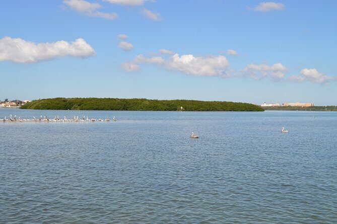 Madeira Beach - Shell Key - Dolphins - Half Day Private Boat Tour - The Sum Up