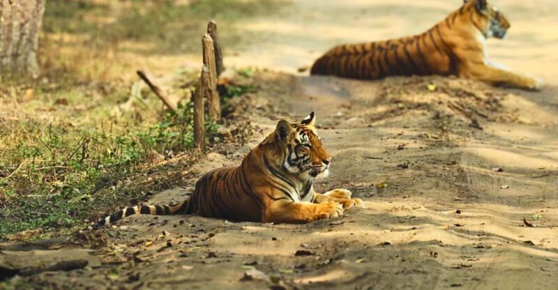 Madhya Pradesh: Kanha National Park Guided Safari Tour - What to Expect at Kanha National Park Safari