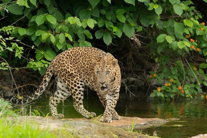 Madhya Pradesh: Kanha National Park Guided Safari Tour - Practicalities and Tips for Travelers