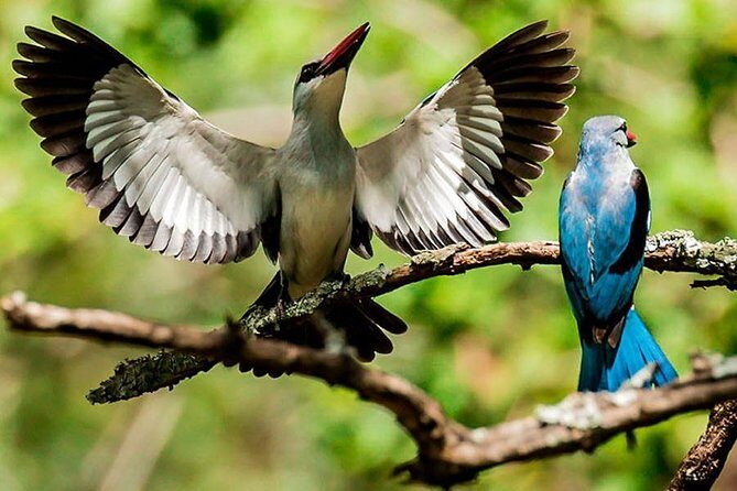 Madikwe Game Reserve Day Tour (Minimum per booking: 5 People) - The Details That Make This Tour Stand Out