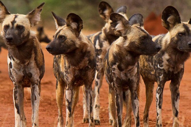 Madikwe Game Reserve Day Tour (Minimum per booking: 5 People) - Analyzing the Cost and Value