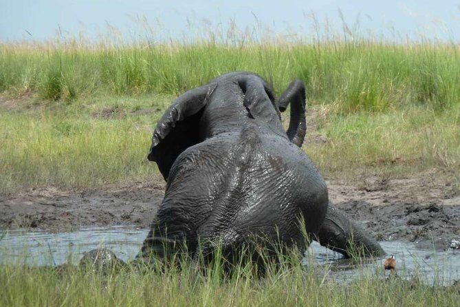 Madikwe Game Reserve Day Tour (Minimum per booking: 5 People) - Who Should Consider This Tour?