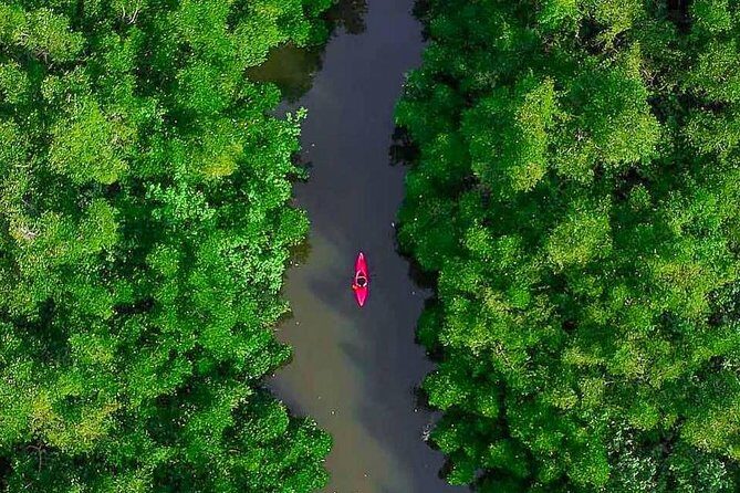 Madu River Sunrise Mangrove Kayaking from Bentota - The Journey’s End and Practical Details