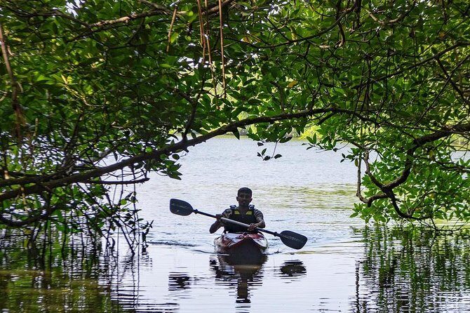 Madu River Sunrise Mangrove Kayaking from Bentota - Reviews and Real Traveler Impressions