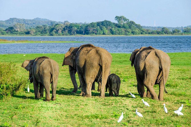 Maduru Oya National Park Private Safari with Naturalist - Key Points