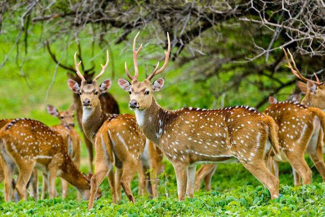 Maduru Oya National Park Private Safari with Naturalist - FAQ