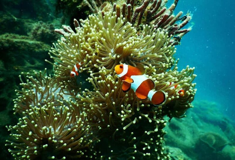 Mafia Island: Marine Park Sandbank Tour with Snorkeling - An Authentic Look at the Mafia Marine Park Sandbank Tour