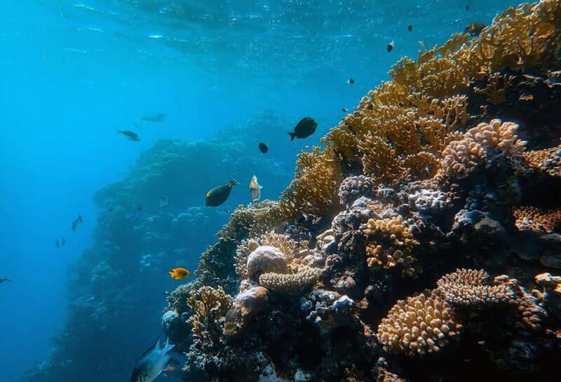 Mafia Island: Marine Park Sandbank Tour with Snorkeling - Final Thoughts