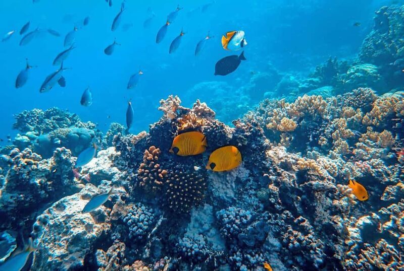 Mafia Island: Sefu Sandbank Snorkeling Tour with Lunch - What’s Included and What’s Not