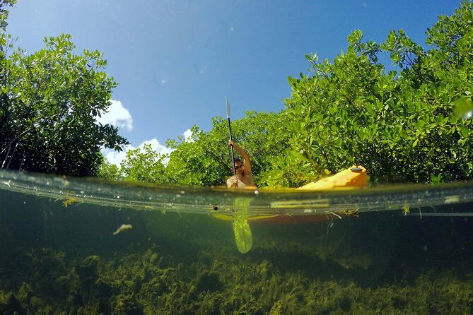 Magic Mangrove Paddle in Beef Island Lagoon - An Authentic Paddle Adventure in Beef Island Lagoon