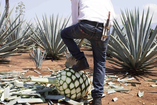 Magic Town Tequila and Agave Fields - Key Points