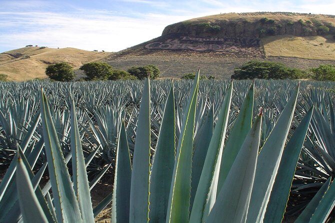 Magic Town Tequila and Agave Fields - What Travelers Say (Based on Limited Reviews)