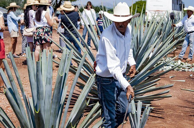 Magic Town Tequila and Agave Fields - Is It Worth It?