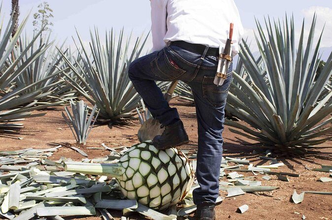 Magic Town Tequila and Agave Fields - FAQs