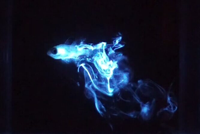 Magical Bioluminescent Night Dive - What to Expect from the Bonaire Bioluminescent Night Dive