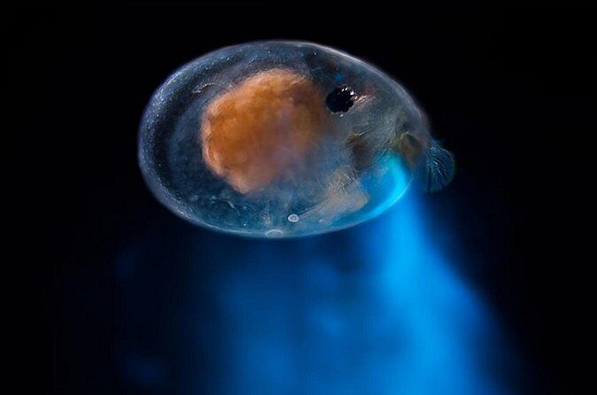 Magical Bioluminescent Night Dive - Practical Details & Value