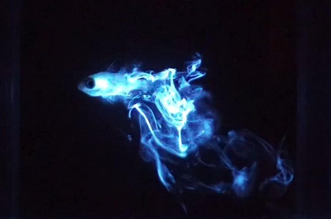 Magical Bioluminescent Night Dive - The Sum Up