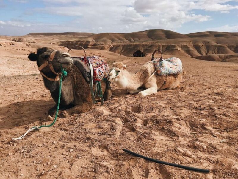 Magical Dinner In Agafay Desert & Sunset Experience - Who Will Love This Tour