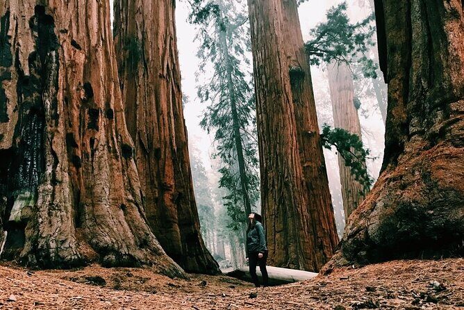 Magical Muir Woods Car Tour (Private & All-Inclusive) - Introduction