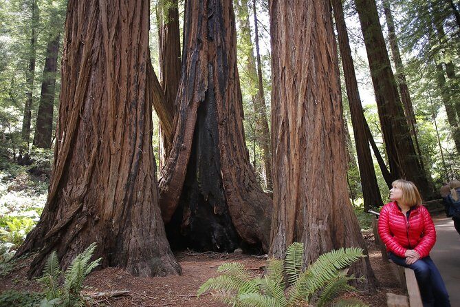 Magical Muir Woods Car Tour (Private & All-Inclusive) - Final Word