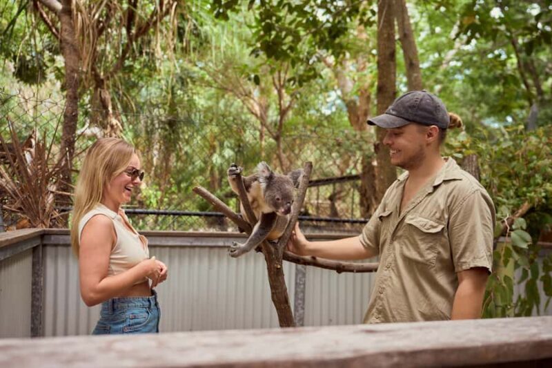 Magnetic Island: Breakfast with Koalas Experience - Key Points