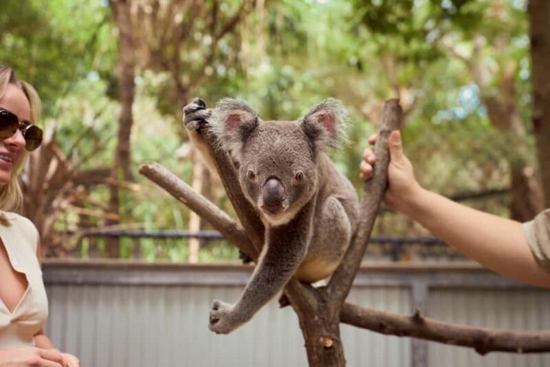 Magnetic Island: Breakfast with Koalas Experience - FAQs