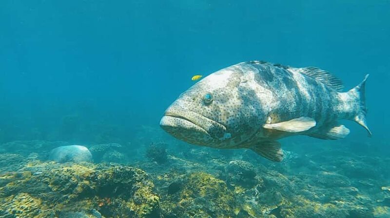 Magnetic Island: Snorkel Discovery Tour - Practical Details That Matter