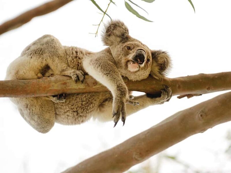 Magnetic Island: West Coast Eco Adventure Bus Tour - Introduction: A Guided Glimpse into Magnetic Island’s Hidden Corners