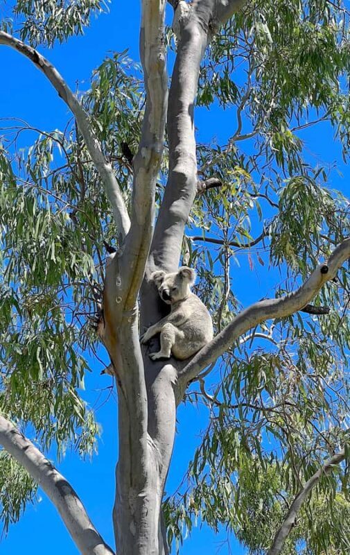 Magnetic Island: West Coast Eco Adventure Bus Tour - Why This Tour Offers Great Value