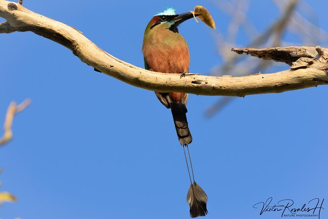 Mahahual and Costa Maya Birdwatching - Who Will Love This Tour
