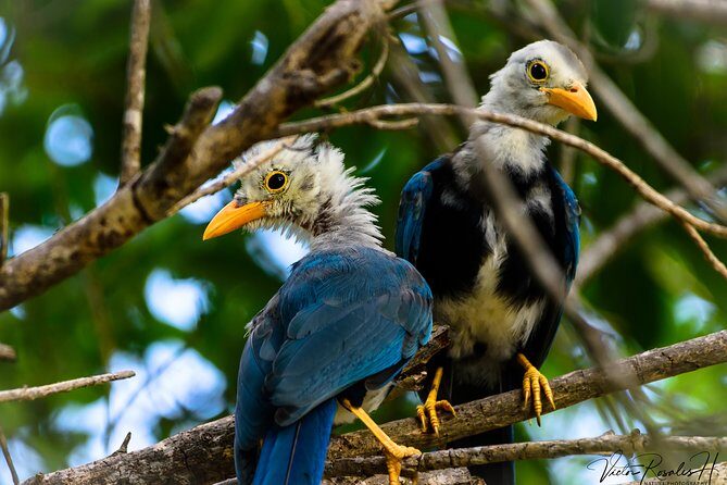 Mahahual and Costa Maya Birdwatching - FAQs