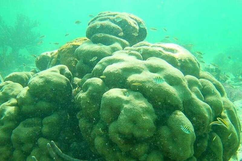 Mahahual: Costa Maya Snorkeling Adventure by Boat - An In-Depth Look at the Costa Maya Snorkeling Tour