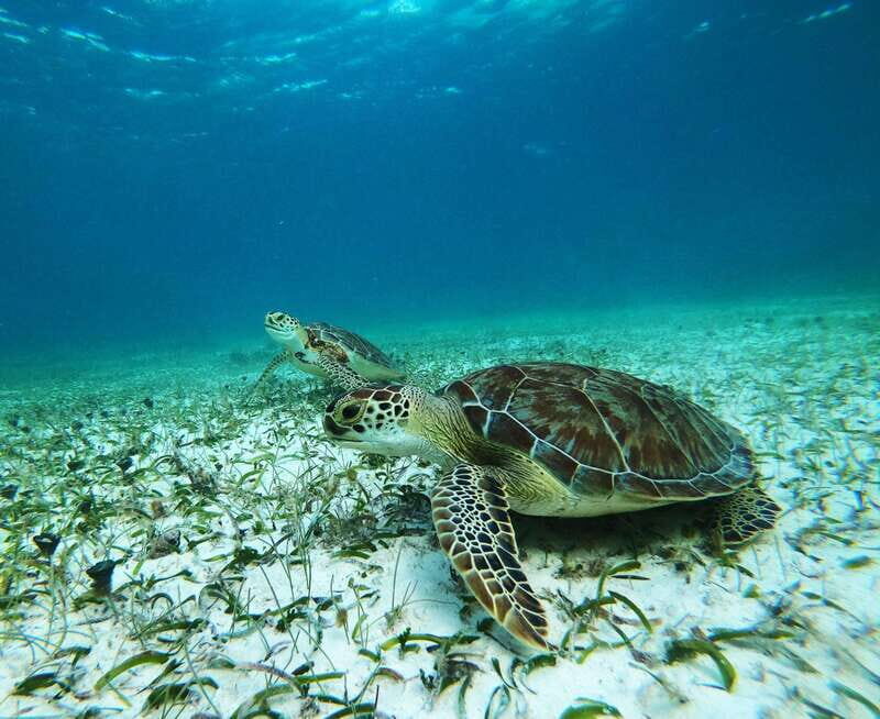 Mahahual: Snorkel Tour in Reef Lagoon - An In-Depth Look at the Mahahual Snorkel Tour