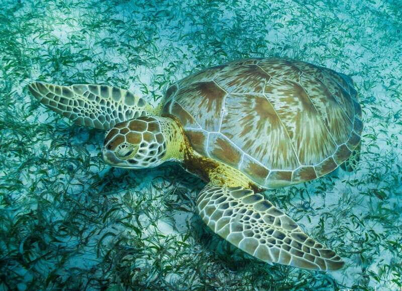 Mahahual: Snorkel Tour in Reef Lagoon - FAQs