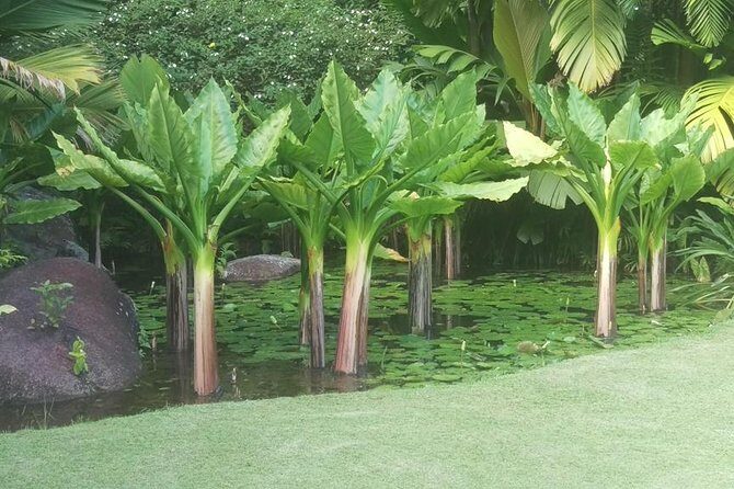 Mahe Private full day tour - Authenticity & Local Flavor