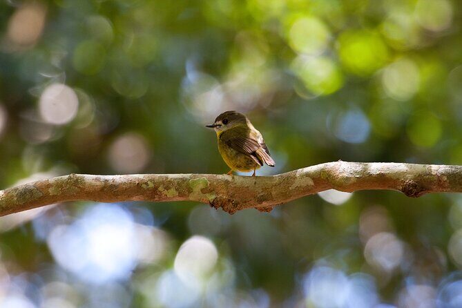Maiala Rainforest Tour - Discovering the Magic of Maiala Rainforest