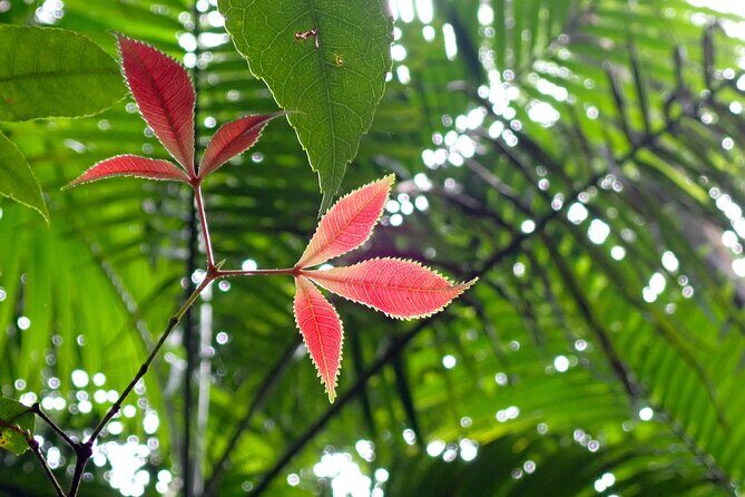 Maiala Rainforest Tour - Practical Details and Tips