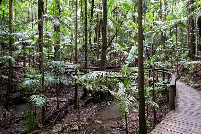 Maiala Rainforest Tour - Who Will Love This Tour