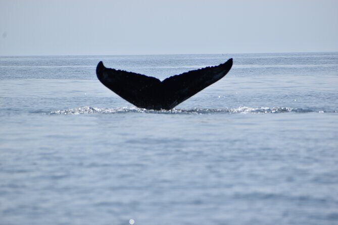 Maine Whale Watching Tour in Portland - Key Points