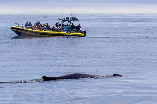 Maine Whale Watching Tour in Portland - An In-Depth Look at the Maine Whale Watching Tour