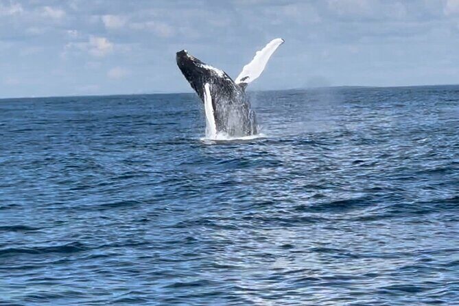 Maine Whale Watching Tour in Portland - FAQs