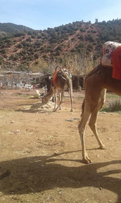 Majestic Atlas Mountains: A private Journey Beyond Marrakech - Final Thoughts