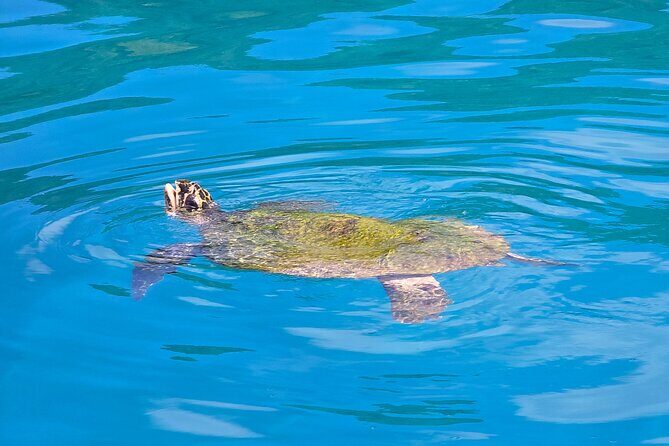Major Tom -Sailing Day Cruise, with Snorkeling, Lunch & More! - FAQ