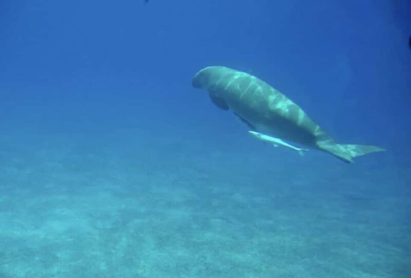 Makadi Bay: Royal Seascope Submarine Cruise & Snorkel stop - An Overview of the Experience