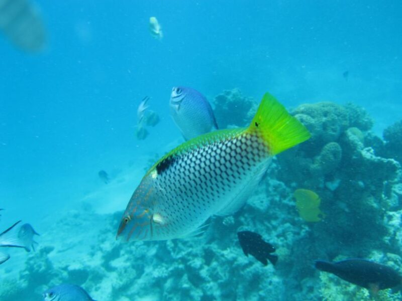 Makadi Bay: Snorkelling and Diving Island Trip - A Closer Look at the Experience