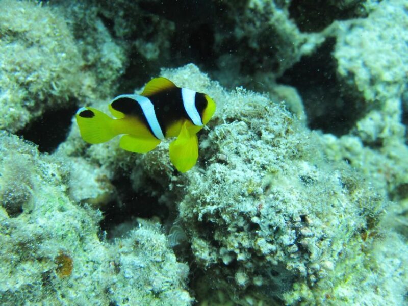 Makadi Bay: Snorkelling and Diving Island Trip - FAQ