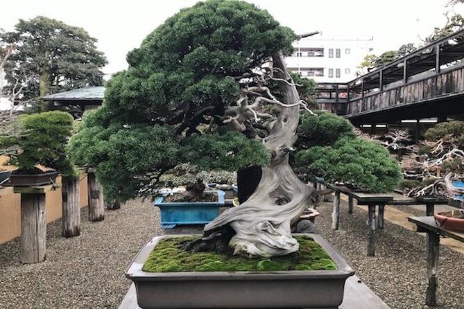 Make your own BONSAI with a professional artist in Tokyo - Introduction to the Workshop
